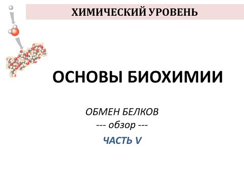 ОБМЕН БЕЛКОВ - часть 5 - Просто о сложном - Химия